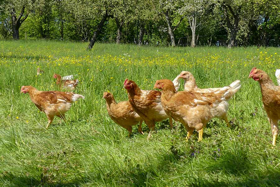 Auslauf der Langockel auf den Streuobstwiesen des Brunenhofes